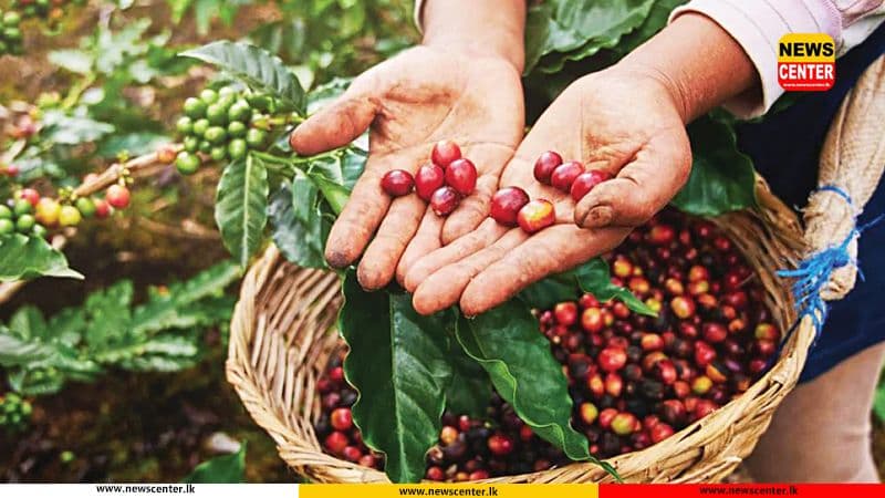කෝපි වගාව ප්‍රවර්ධනයට නව රක්ෂණාවරණයක්