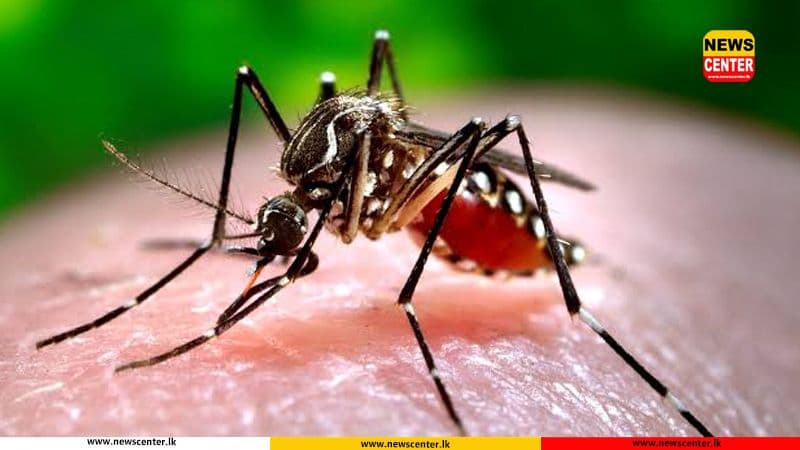 Hospitals in Western Province reach capacity as dengue cases surge