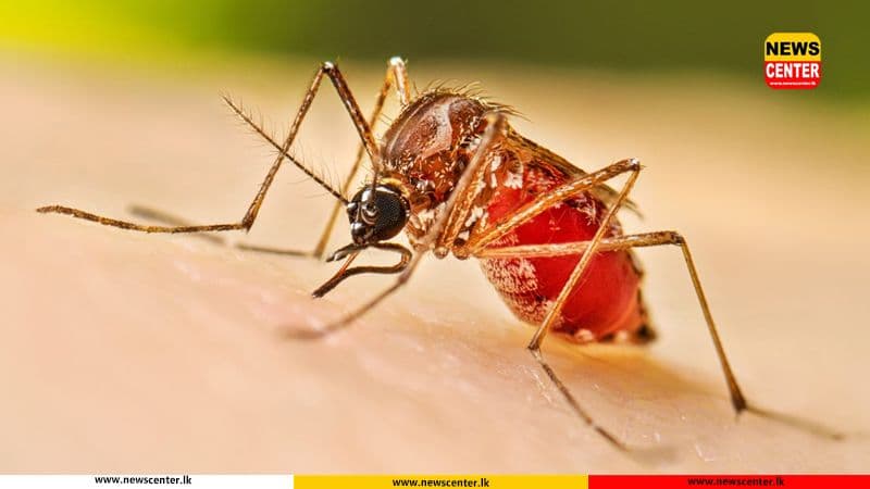 Sri Lanka dengue cases surpass 58,000, deaths rise to 39
