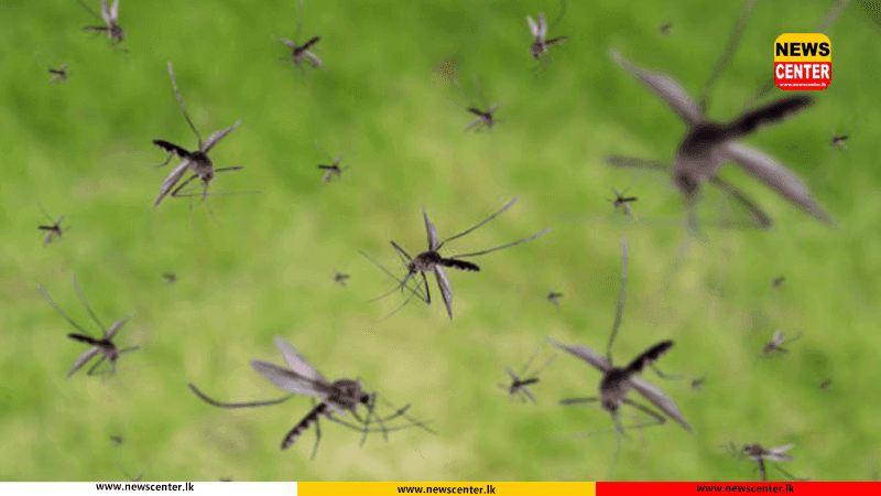 මදුරුවන් බෝවන පරිසර පවත්වාගෙන ගිය පිරිසකට අධිකරණයෙන් දඩ